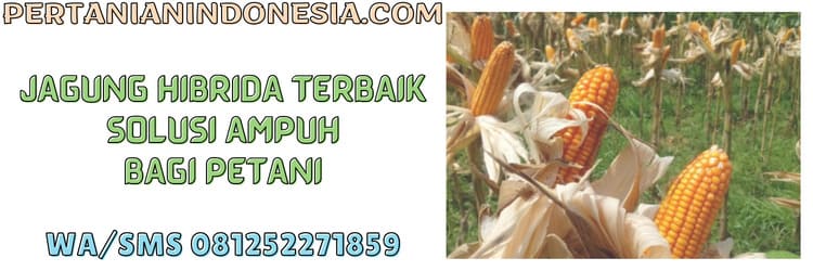 jagung hibrida,terbaik,benih,benih jagung hibrida,benih jagung hibrida terbaik